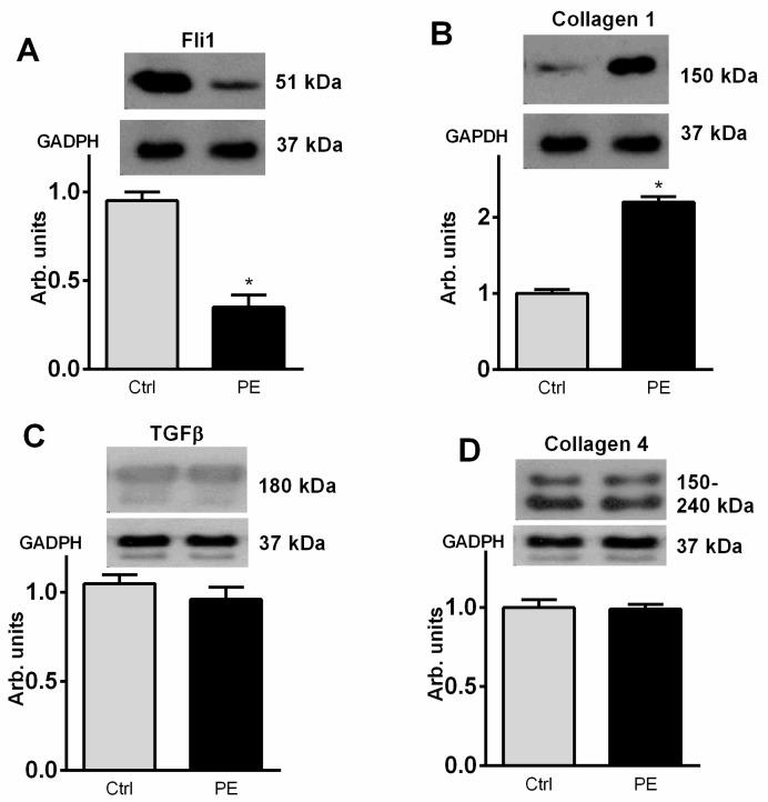 https://cdn.ncbi.nlm.nih.gov/pmc/blobs/ad6b/8954517/2171504191d5/ijms-23-03336-g003.jpg