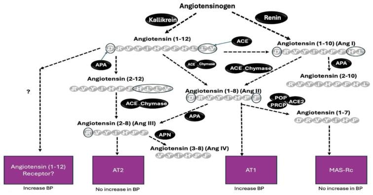 https://cdn.ncbi.nlm.nih.gov/pmc/blobs/ad6d/12296148/240b258c6312/ijms-26-06990-g008.jpg