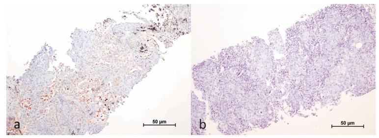 https://cdn.ncbi.nlm.nih.gov/pmc/blobs/ad6f/11854292/2a85a60a53df/cimb-47-00121-g001.jpg