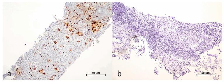 https://cdn.ncbi.nlm.nih.gov/pmc/blobs/ad6f/11854292/88a422b53484/cimb-47-00121-g002.jpg