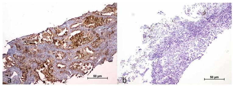 https://cdn.ncbi.nlm.nih.gov/pmc/blobs/ad6f/11854292/df027215a1ff/cimb-47-00121-g003.jpg