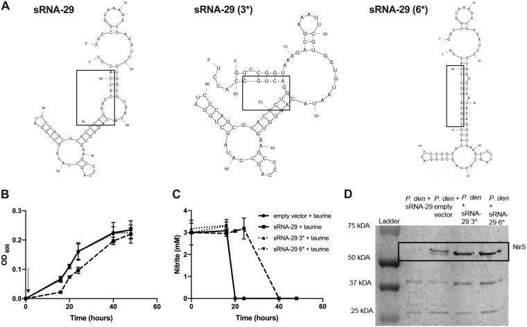 https://cdn.ncbi.nlm.nih.gov/pmc/blobs/ad71/6686037/f0b5e09ad4fd/mBio.01165-19-f0004.jpg