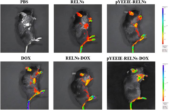 https://cdn.ncbi.nlm.nih.gov/pmc/blobs/ad75/12336210/6bf8f1e62b95/fphar-16-1619998-g005.jpg