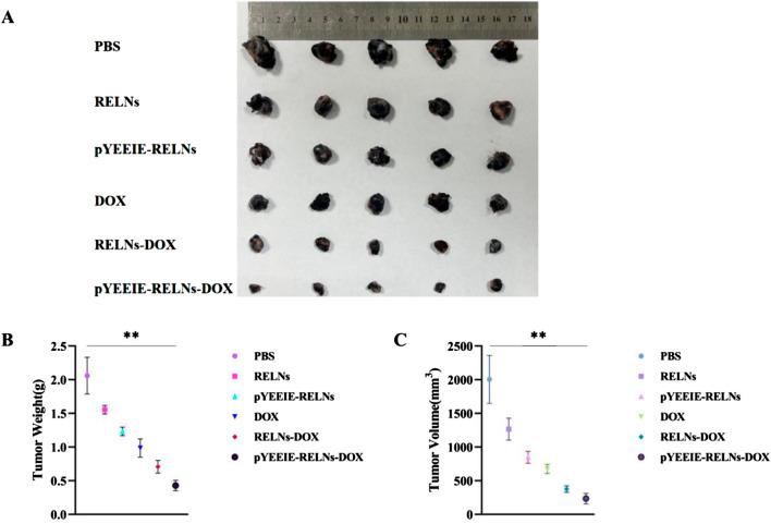 https://cdn.ncbi.nlm.nih.gov/pmc/blobs/ad75/12336210/d991cb3ee18b/fphar-16-1619998-g004.jpg