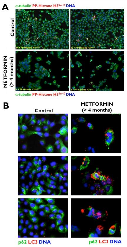 https://cdn.ncbi.nlm.nih.gov/pmc/blobs/ad79/3249452/e85d923af365/aging-03-1063-g001.jpg