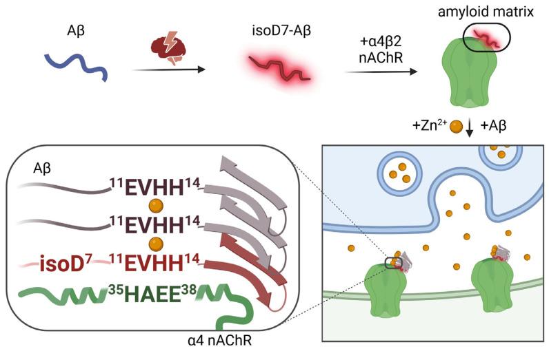 https://cdn.ncbi.nlm.nih.gov/pmc/blobs/ad7d/10778642/597f7bb42a3e/ijms-25-00072-g001.jpg