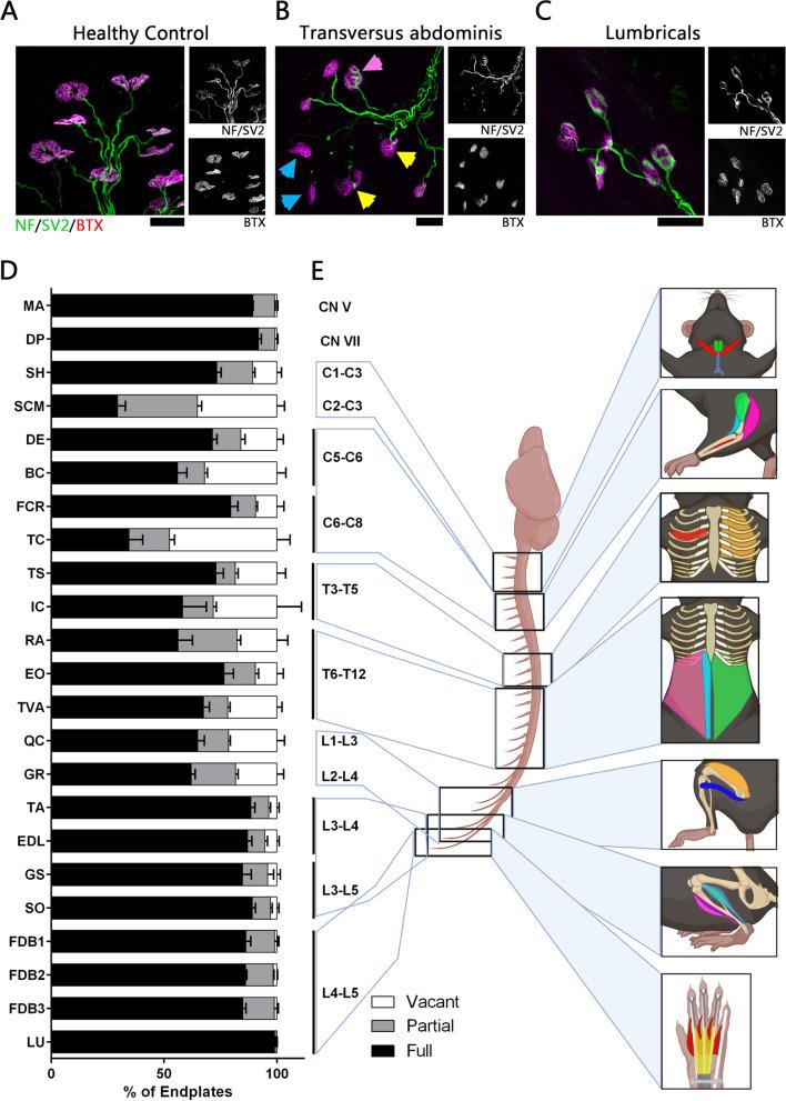 https://cdn.ncbi.nlm.nih.gov/pmc/blobs/ad7e/9465884/e52e9af93213/13395_2022_305_Fig1_HTML.jpg