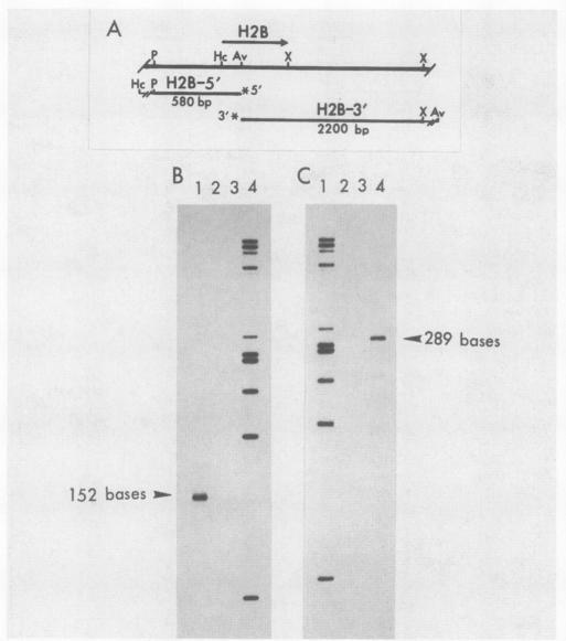https://cdn.ncbi.nlm.nih.gov/pmc/blobs/ad80/365516/e2f141ff1604/molcellb00070-0468-a.jpg