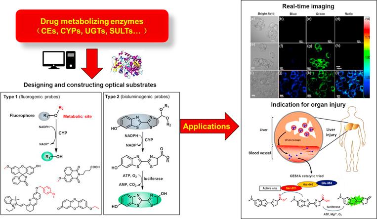 https://cdn.ncbi.nlm.nih.gov/pmc/blobs/ad82/9069481/da6041699167/ga1.jpg