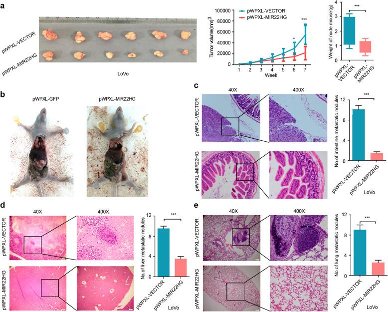https://cdn.ncbi.nlm.nih.gov/pmc/blobs/ad8a/7055097/9872fe789ffb/12943_2020_1174_Fig4_HTML.jpg