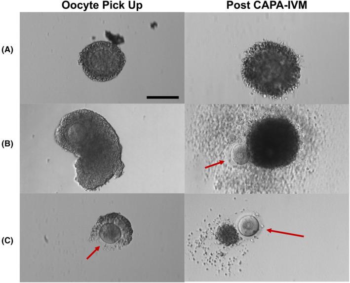 https://cdn.ncbi.nlm.nih.gov/pmc/blobs/ad8b/11157497/f48b7c9be40a/RMB2-23-e12587-g003.jpg