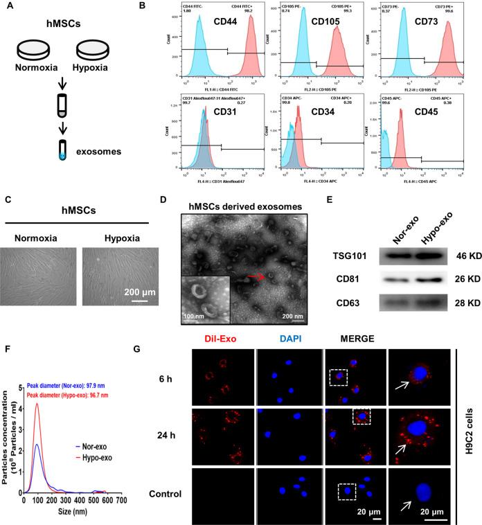 https://cdn.ncbi.nlm.nih.gov/pmc/blobs/ad8b/7442657/2f5e18e841ff/41419_2020_2783_Fig1_HTML.jpg