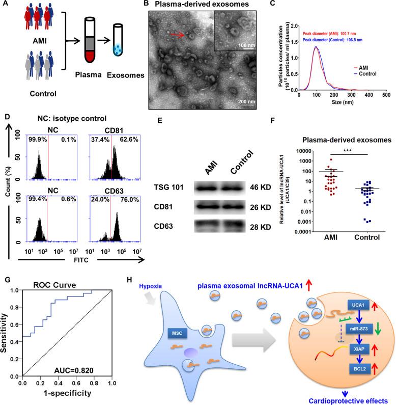 https://cdn.ncbi.nlm.nih.gov/pmc/blobs/ad8b/7442657/6cd2445c0766/41419_2020_2783_Fig8_HTML.jpg