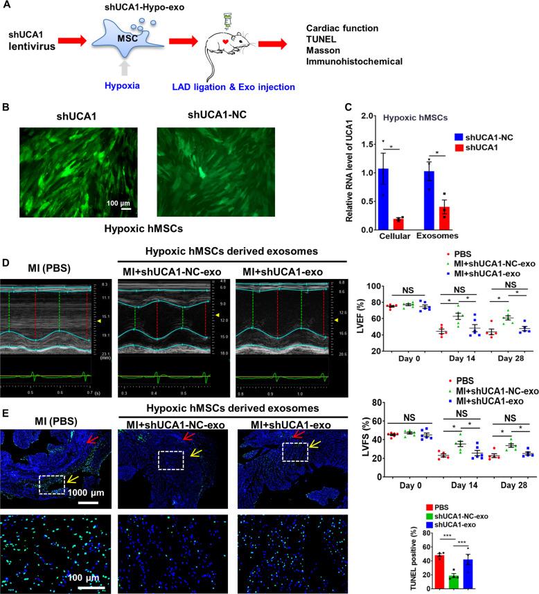 https://cdn.ncbi.nlm.nih.gov/pmc/blobs/ad8b/7442657/b35ea67fa8c4/41419_2020_2783_Fig4_HTML.jpg