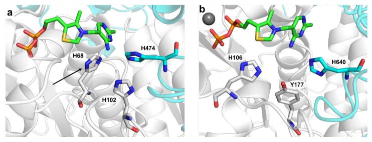 https://cdn.ncbi.nlm.nih.gov/pmc/blobs/ad8d/7696235/77cae1e070ff/ijms-21-08641-g006.jpg