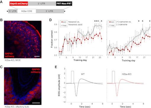 https://cdn.ncbi.nlm.nih.gov/pmc/blobs/ad92/3510456/b56c19805d6b/elife00070f003.jpg