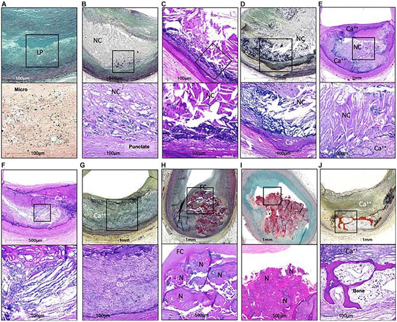 https://cdn.ncbi.nlm.nih.gov/pmc/blobs/ad98/7985066/0511ad60c894/fcell-09-622736-g001.jpg
