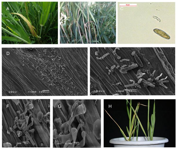 https://cdn.ncbi.nlm.nih.gov/pmc/blobs/ad9c/12348818/e004b62e09d2/plants-14-02350-g001.jpg