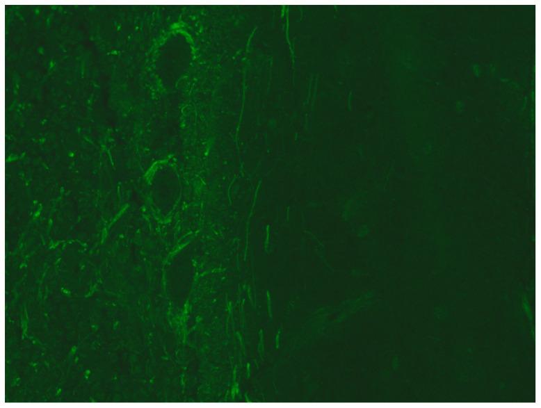 https://cdn.ncbi.nlm.nih.gov/pmc/blobs/ad9d/11433650/65452372897f/microorganisms-12-01758-g002.jpg