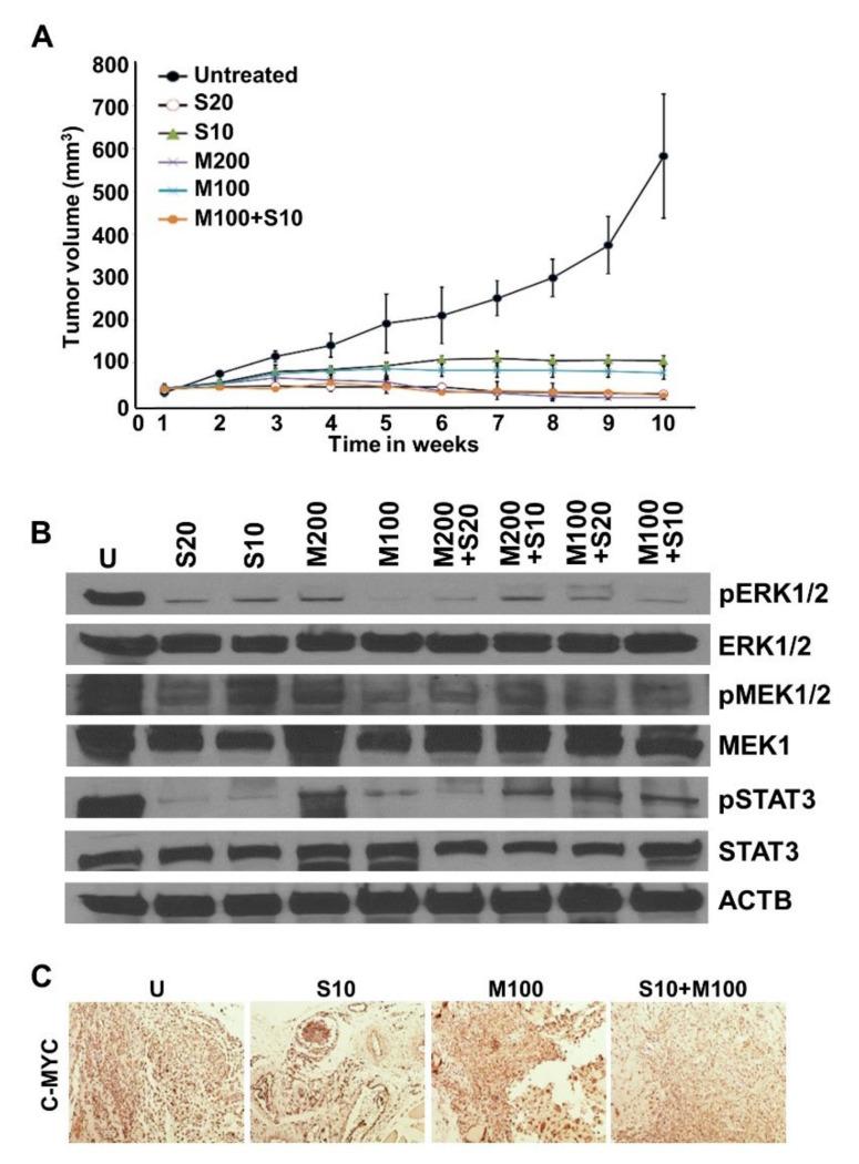 https://cdn.ncbi.nlm.nih.gov/pmc/blobs/ada0/9329836/cb0fbcad0bd1/ijms-23-08083-g004.jpg