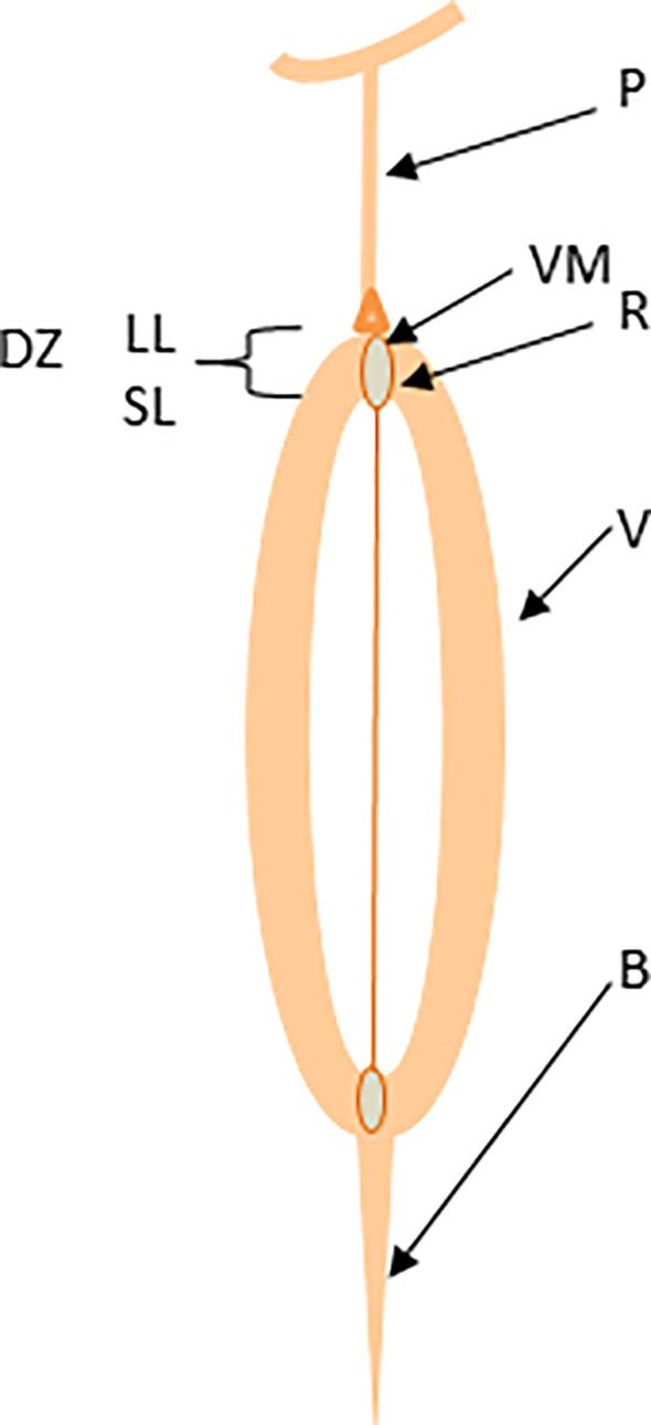 https://cdn.ncbi.nlm.nih.gov/pmc/blobs/ada3/10510201/8c48ffb6de48/fpls-14-1233996-g001.jpg