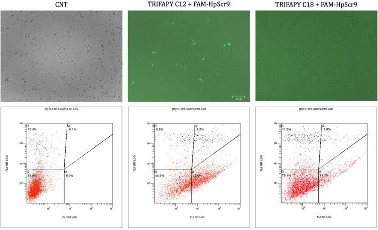 https://cdn.ncbi.nlm.nih.gov/pmc/blobs/ada3/11048556/b3b030c8eb80/biomolecules-14-00390-g006.jpg