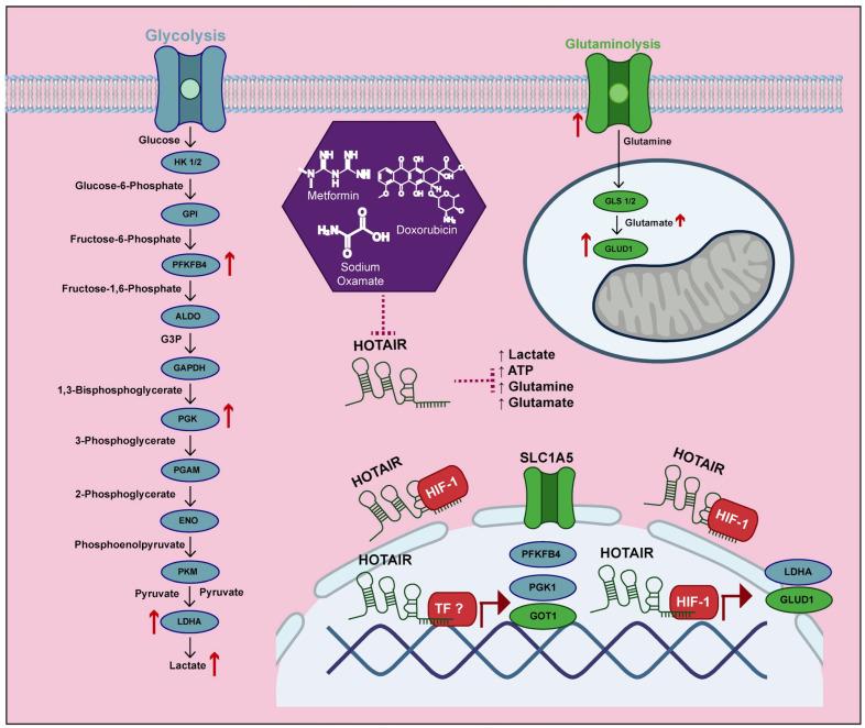 https://cdn.ncbi.nlm.nih.gov/pmc/blobs/ada3/11898799/92ea4b58a0e4/cells-14-00388-g007.jpg