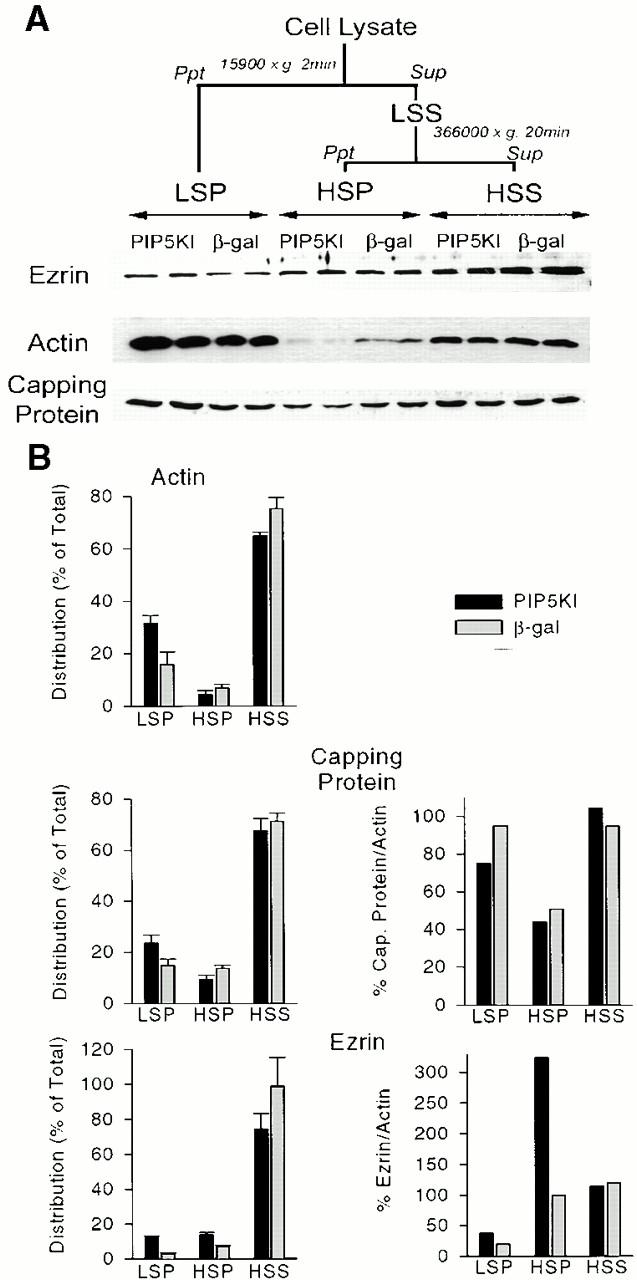 https://cdn.ncbi.nlm.nih.gov/pmc/blobs/ada4/2198810/963820e34931/JCB0011126.f8.jpg