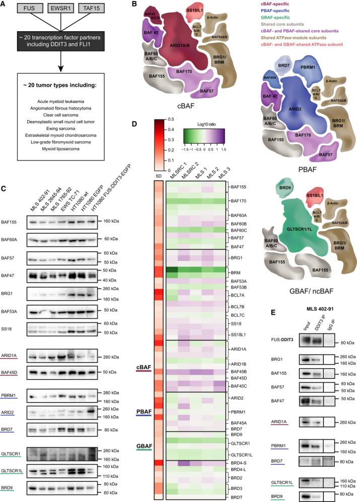https://cdn.ncbi.nlm.nih.gov/pmc/blobs/ada8/9251840/9c7c73d28c8c/MOL2-16-2470-g009.jpg