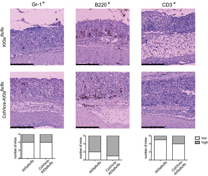 https://cdn.ncbi.nlm.nih.gov/pmc/blobs/ada9/9724674/3207576557e9/EMBR-23-e55687-g005.jpg