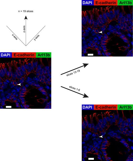 https://cdn.ncbi.nlm.nih.gov/pmc/blobs/ada9/9724674/a080f2fb2470/EMBR-23-e55687-g010.jpg
