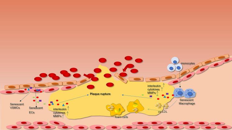 https://cdn.ncbi.nlm.nih.gov/pmc/blobs/adaa/9153125/47b6b23848d7/13578_2022_815_Fig3_HTML.jpg