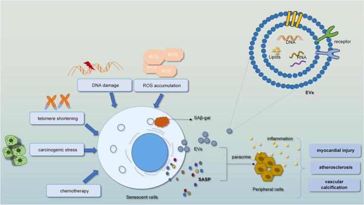 https://cdn.ncbi.nlm.nih.gov/pmc/blobs/adaa/9153125/bc2e8e984814/13578_2022_815_Fig5_HTML.jpg