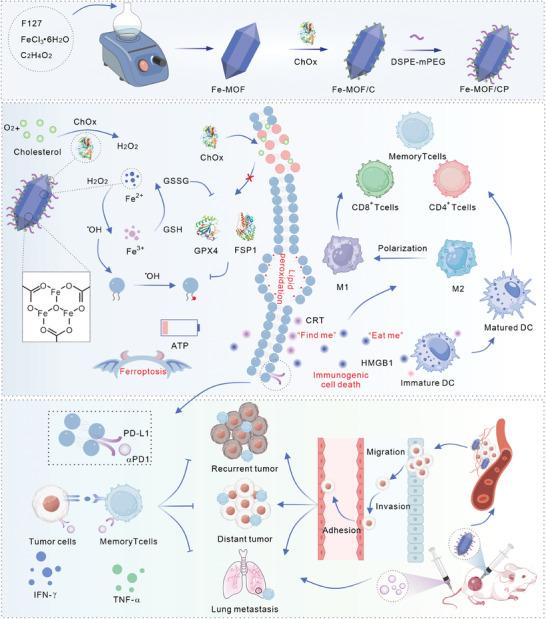 https://cdn.ncbi.nlm.nih.gov/pmc/blobs/adaf/11481222/0714cb87df0d/ADVS-11-2405826-g005.jpg