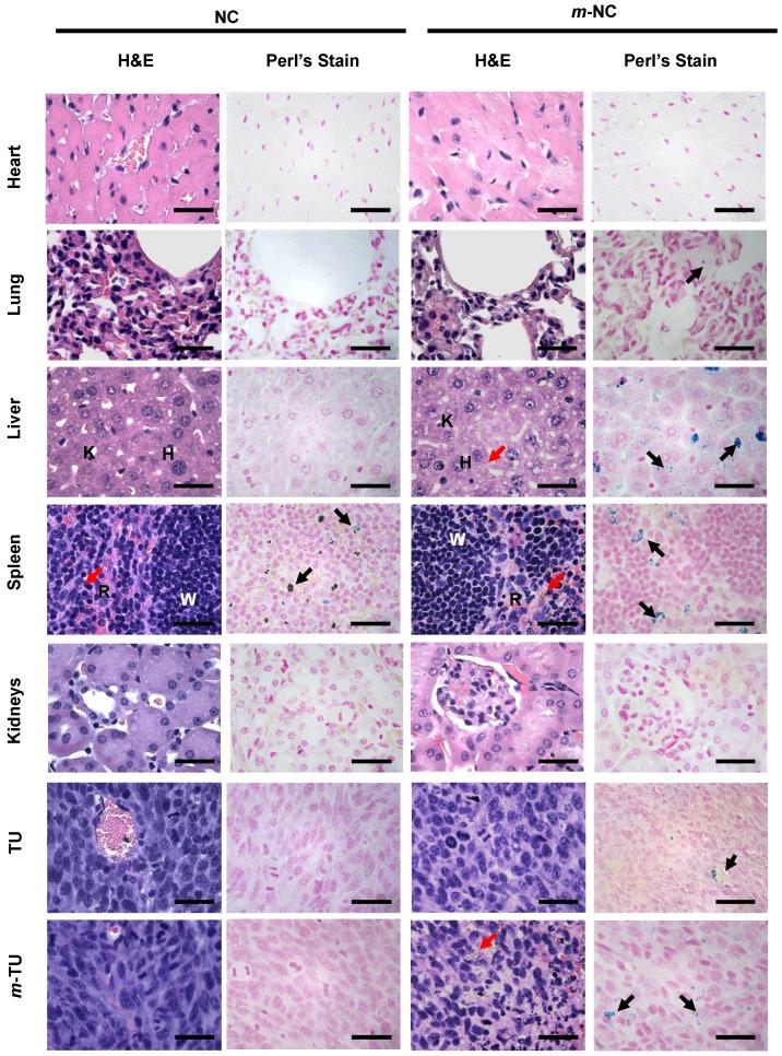 https://cdn.ncbi.nlm.nih.gov/pmc/blobs/adaf/4737722/73b6748bfe00/thnov06p0342g007.jpg