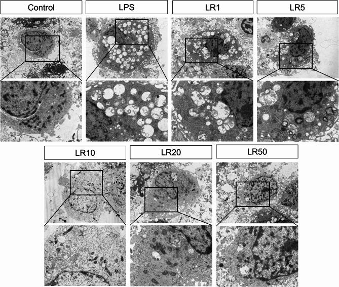 https://cdn.ncbi.nlm.nih.gov/pmc/blobs/adb2/12012220/4f81dde697ea/41598_2025_95379_Fig9_HTML.jpg
