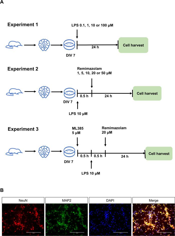 https://cdn.ncbi.nlm.nih.gov/pmc/blobs/adb2/12012220/6fdd7d901608/41598_2025_95379_Fig2_HTML.jpg