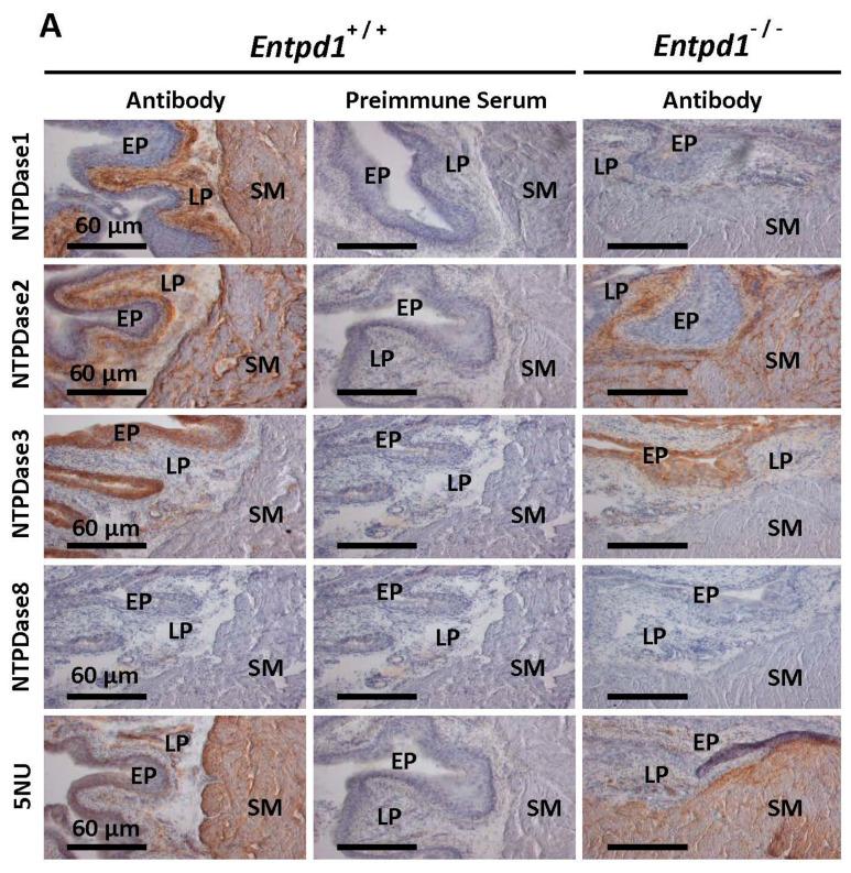 https://cdn.ncbi.nlm.nih.gov/pmc/blobs/adb2/7911947/081ef6379d11/biomolecules-11-00147-g001a.jpg