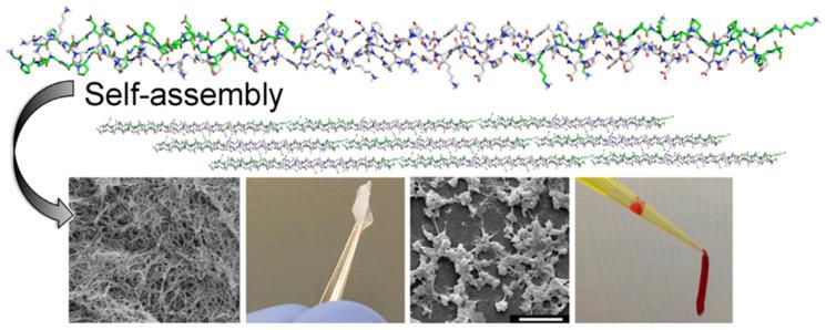 https://cdn.ncbi.nlm.nih.gov/pmc/blobs/adb5/10343471/93ca6c5e2f45/molecules-28-05264-g006.jpg