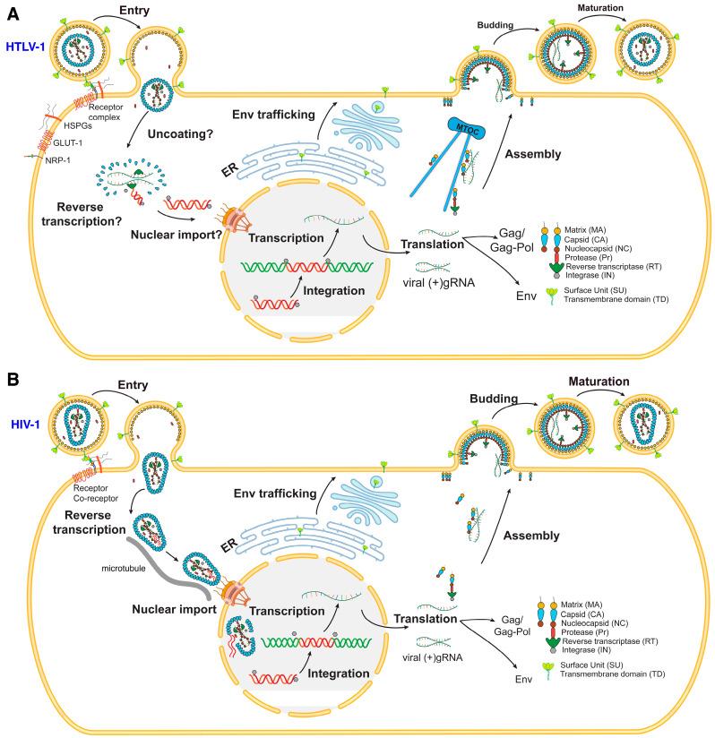 https://cdn.ncbi.nlm.nih.gov/pmc/blobs/adbe/11512237/4884b143e02e/viruses-16-01528-g001.jpg