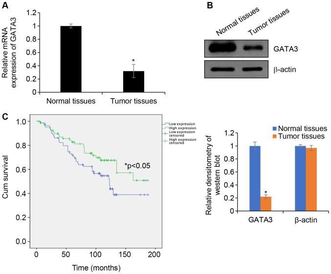 https://cdn.ncbi.nlm.nih.gov/pmc/blobs/adbf/7856699/a10dd7b56102/ol-21-03-12492-g00.jpg