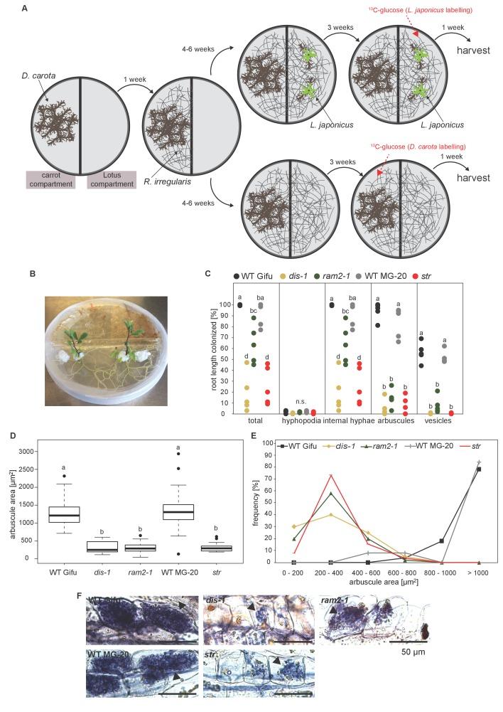 https://cdn.ncbi.nlm.nih.gov/pmc/blobs/adc2/5559270/af69abbbd997/elife-29107-fig8-figsupp1.jpg
