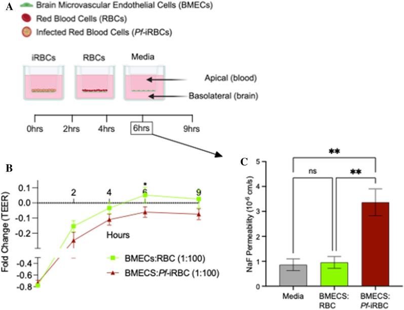 https://cdn.ncbi.nlm.nih.gov/pmc/blobs/adc5/11064301/04db91d2f422/12987_2024_541_Fig1_HTML.jpg