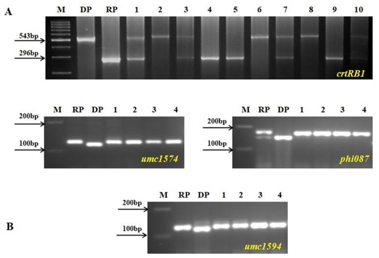 https://cdn.ncbi.nlm.nih.gov/pmc/blobs/adc9/8157291/ff01b96eec31/genes-12-00762-g002.jpg