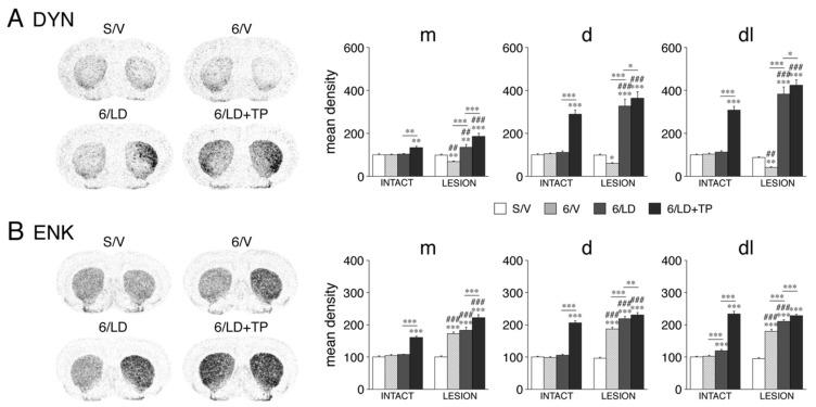 https://cdn.ncbi.nlm.nih.gov/pmc/blobs/adcd/9324899/4df4172d67a2/cells-11-02214-g002.jpg