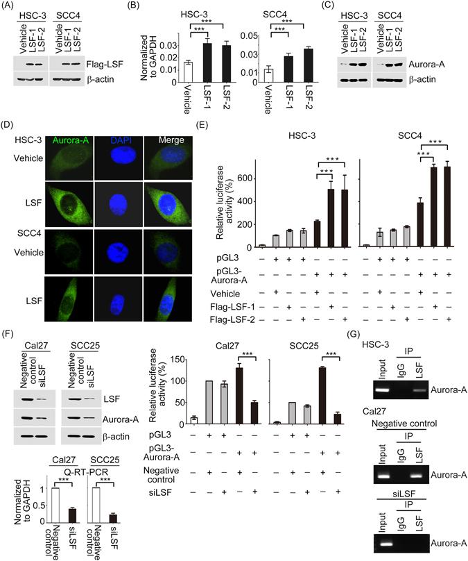 https://cdn.ncbi.nlm.nih.gov/pmc/blobs/add1/5430965/0145fdb5541c/41598_2017_1353_Fig6_HTML.jpg