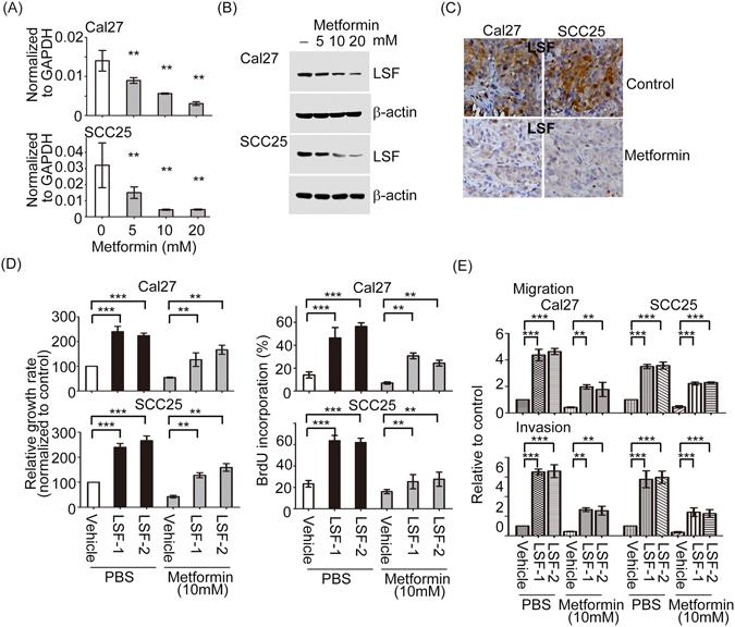 https://cdn.ncbi.nlm.nih.gov/pmc/blobs/add1/5430965/a151325c4045/41598_2017_1353_Fig7_HTML.jpg