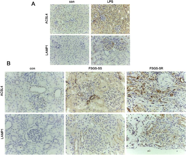 https://cdn.ncbi.nlm.nih.gov/pmc/blobs/add3/9743561/b5ceb4d63478/12887_2022_3764_Fig4_HTML.jpg