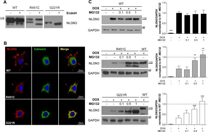 https://cdn.ncbi.nlm.nih.gov/pmc/blobs/add4/4747159/c4e228ce4808/bj4730423fig2.jpg