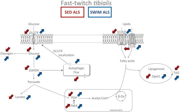 https://cdn.ncbi.nlm.nih.gov/pmc/blobs/adda/5655117/e81767da0d6d/fnmol-10-00332-g009.jpg